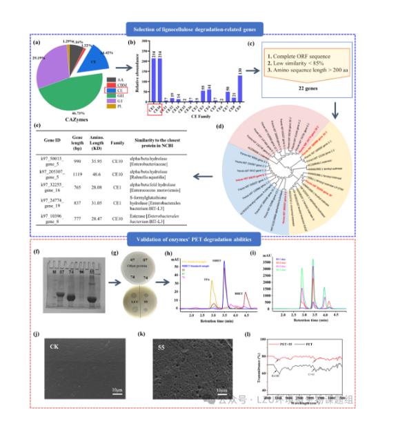 新篩選PET塑料降解酶表征、降解能力、最佳條件、實(shí)際應(yīng)用（一）