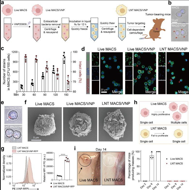 冷凍休克處理含有減毒沙門(mén)氏菌的巨噬細(xì)胞，激活抗腫瘤免疫反應(yīng)