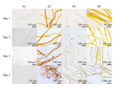 桑椹菌核病拮抗菌的分離篩選、鑒定、生防作用與機(jī)理——摘要、前言
