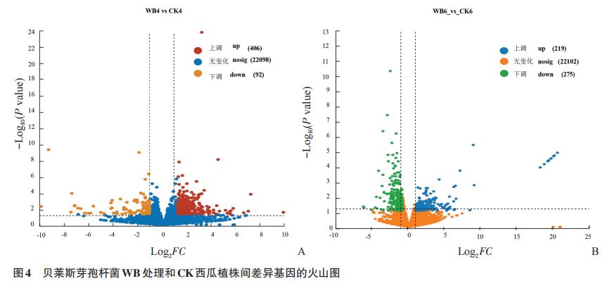 平板實(shí)驗(yàn)測(cè)定貝萊斯芽胞桿菌WB菌株對(duì)西瓜植株的促生效應(yīng)——結(jié)果與分析