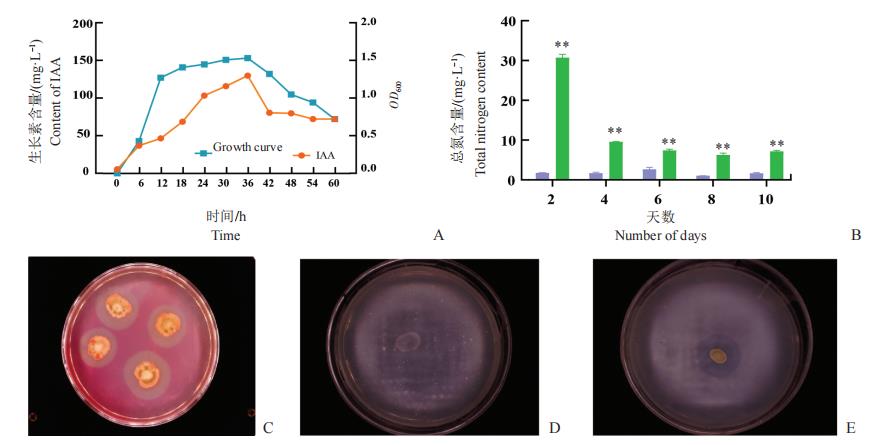 平板實(shí)驗(yàn)測(cè)定貝萊斯芽胞桿菌WB菌株對(duì)西瓜植株的促生效應(yīng)——摘要、材料與方法