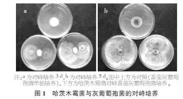 哈茨木霉菌培養(yǎng)基優(yōu)化及對(duì)番茄灰葡萄孢菌的抑制作用【固液雙相發(fā)酵培養(yǎng)模式】