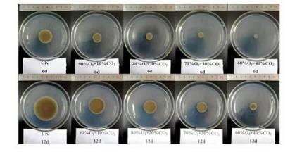 O2/CO2主動自發(fā)氣調(diào)對枝孢菌菌落形態(tài)、致病能力、生長曲線的影響（一）