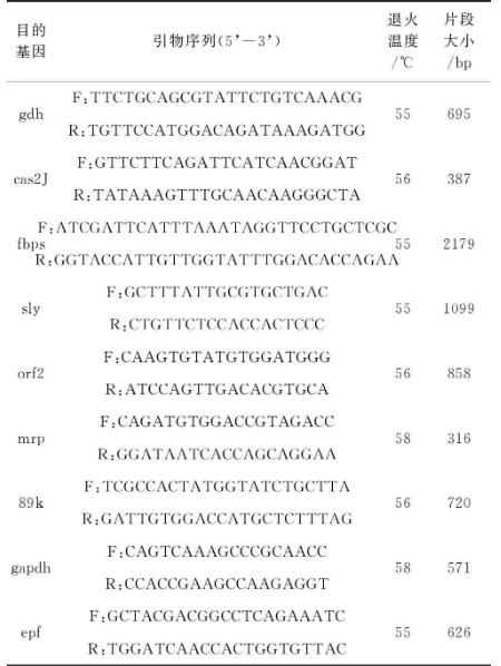 豬鏈球菌2型生長(zhǎng)曲線繪制、毒力因子基因鑒定及小鼠致病性試驗(yàn)（一）