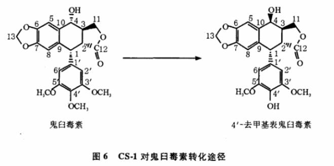內生放線菌分離及轉化鬼臼毒素菌株的篩選、鑒定（二）