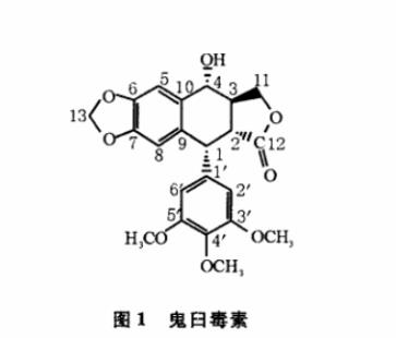 內生放線菌分離及轉化鬼臼毒素菌株的篩選、鑒定（一）