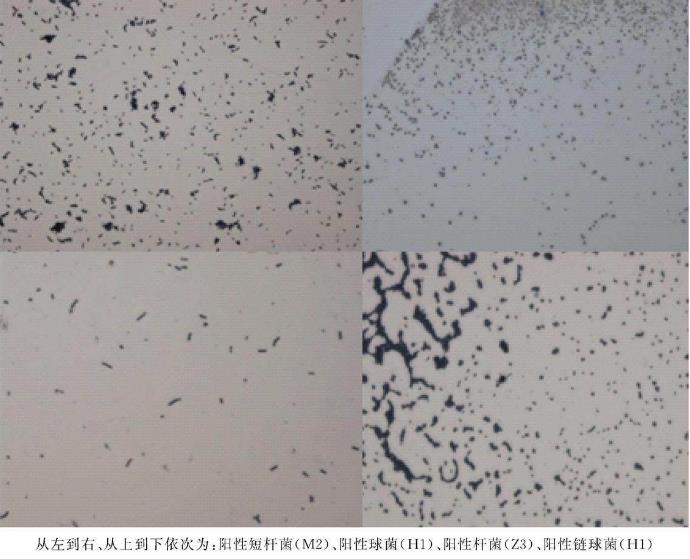 MRS培養(yǎng)基分離培養(yǎng)、篩選鑒定獺兔胃腸道中的乳酸菌群【實驗】