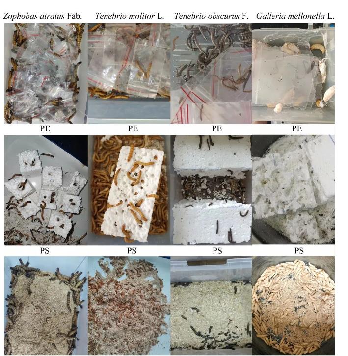 飼喂塑料不同時(shí)間段昆蟲(chóng)腸道微生物菌群的組成及動(dòng)態(tài)（一）