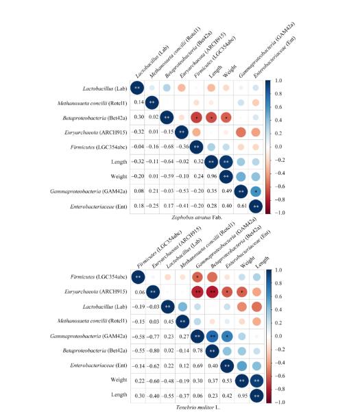 飼喂塑料不同時(shí)間段昆蟲(chóng)腸道微生物菌群的組成及動(dòng)態(tài)（三）