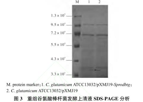 谷氨酸棒桿菌重組菌株生長(zhǎng)曲線測(cè)定及發(fā)酵條件優(yōu)化（一）
