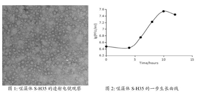 海洋聚球藻噬藻體S-H35一步生長曲線、宿主專一性鑒定——摘要、材料與方法