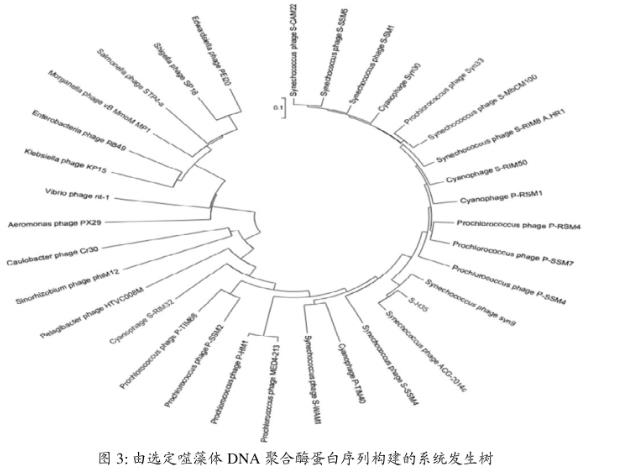 海洋聚球藻噬藻體S-H35一步生長曲線、宿主專一性鑒定——實驗結(jié)果、結(jié)論