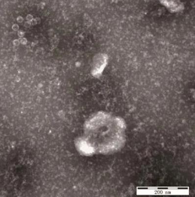 牛腸道病毒NM575一步生長曲線、理化特性鑒定（一）