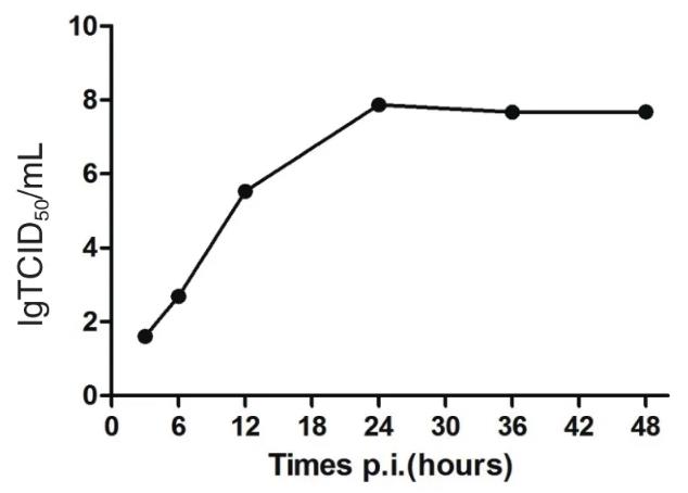 牛腸道病毒NM575一步生長曲線、理化特性鑒定（三）