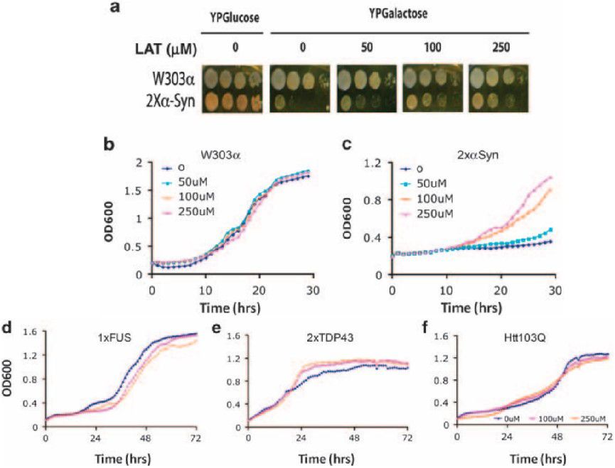 神經(jīng)活性化合物L(fēng)atrepirdine刺激自噬，或可治療α-突觸核蛋白相關(guān)神經(jīng)退行性疾病