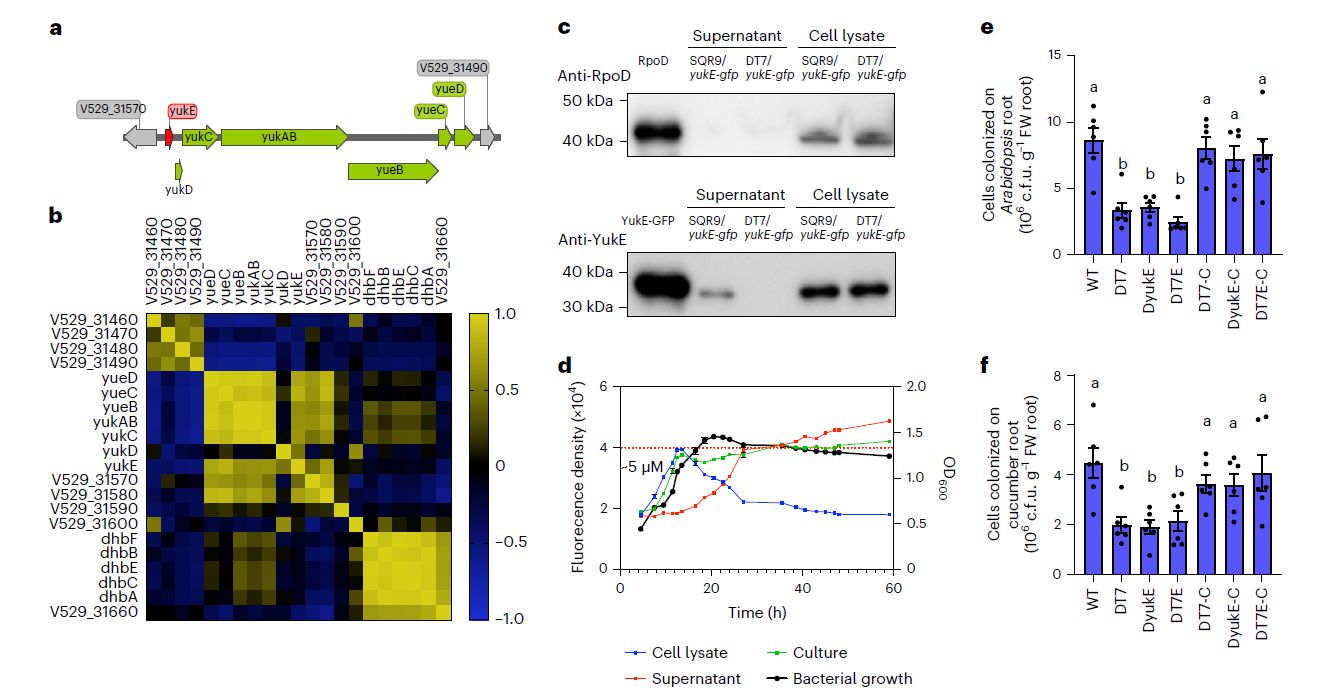 植物共生VII型分泌系統(tǒng)導(dǎo)致鐵從根部滲漏以促進(jìn)定植