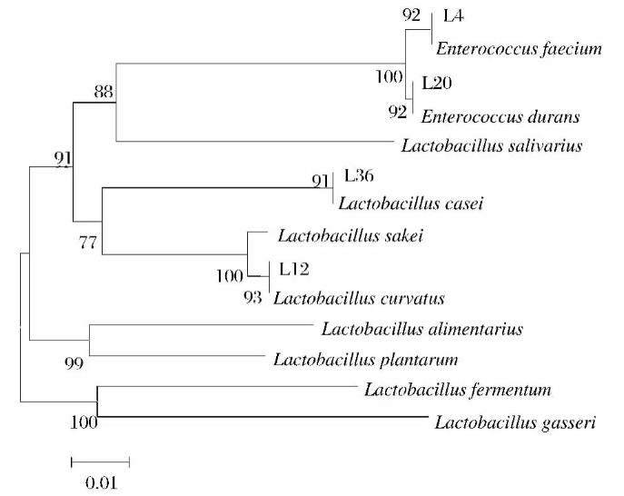 臭鱖魚中優(yōu)良乳酸菌的分離篩選、生長(zhǎng)曲線及耐溫性試驗(yàn)（三）