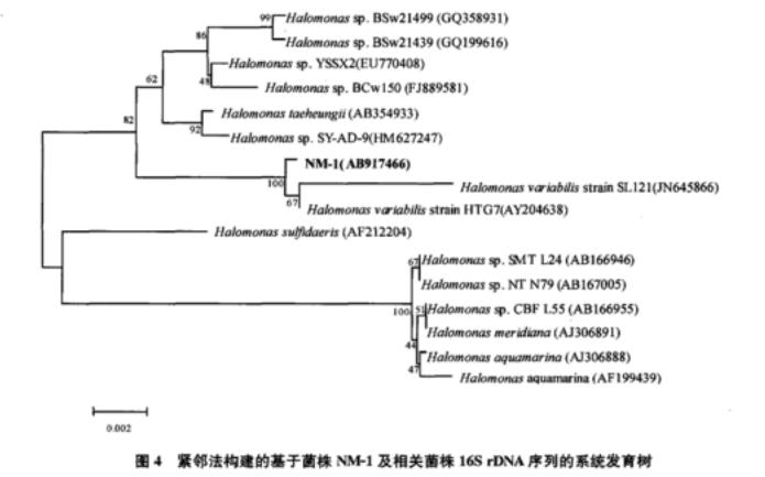 不同pH、Na2CO3、NaCl濃度對(duì)耐鹽堿菌株NM-1生長(zhǎng)曲線的影響——實(shí)驗(yàn)結(jié)果與討論