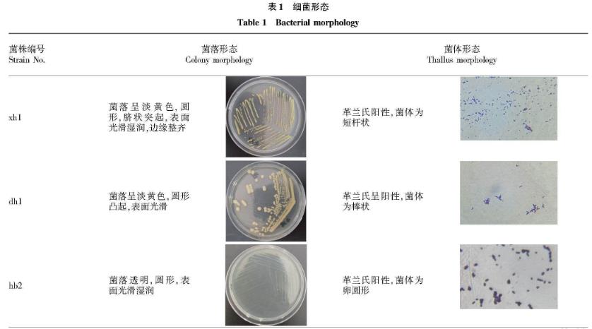 白星花金龜幼蟲新鮮蟲糞微生物菌群分離與鑒定——摘要、材料與方法