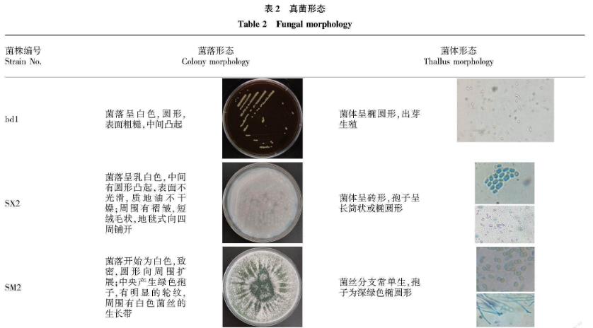 白星花金龜幼蟲新鮮蟲糞微生物菌群分離與鑒定——結(jié)果與分析、結(jié)論