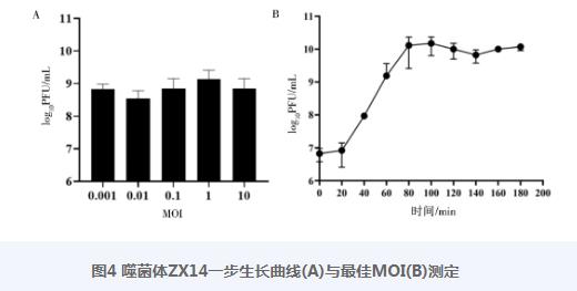 新型廣譜陰溝腸桿菌噬菌體ZX14的分離鑒定、生長曲線、體體外殺菌活性實驗（三）