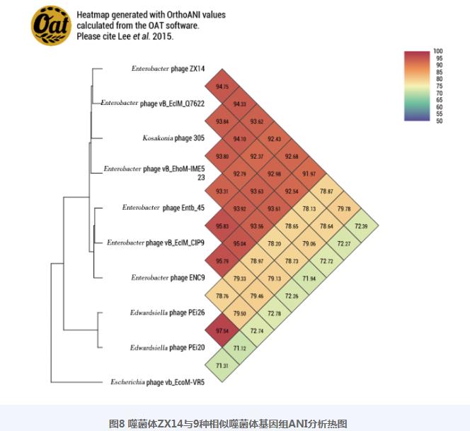 新型廣譜陰溝腸桿菌噬菌體ZX14的分離鑒定、生長曲線、體體外殺菌活性實驗（五）