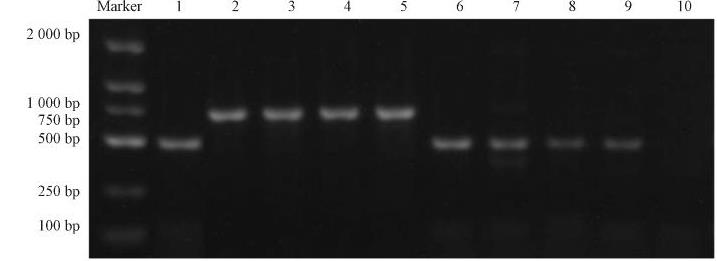 十字花科黑斑病之甘藍鏈格孢菌頒布情況（一）