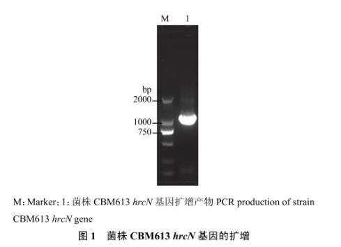 番茄青枯雷爾氏菌T3SS基因hrcN致病力、生長曲線、運動性檢測（二）