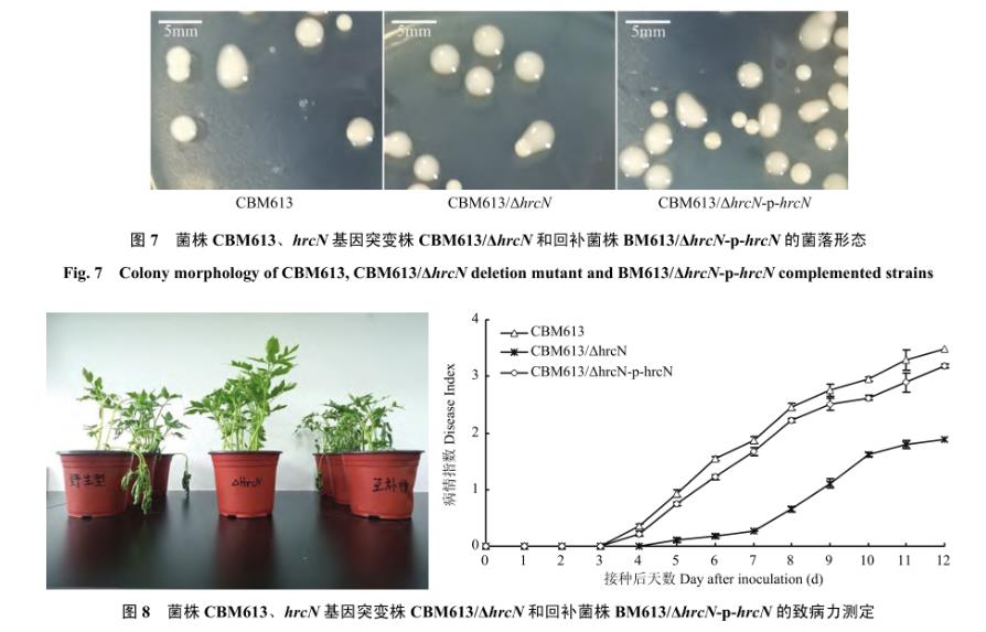 番茄青枯雷爾氏菌T3SS基因hrcN致病力、生長曲線、運動性檢測（三）