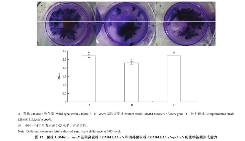 番茄青枯雷爾氏菌T3SS基因hrcN致病力、生長曲線、運動性檢測（四）