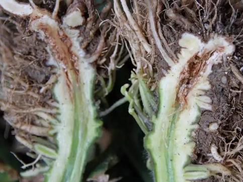 首次明確中慢生根瘤菌屬及其近源屬的屬級分類基因閾值