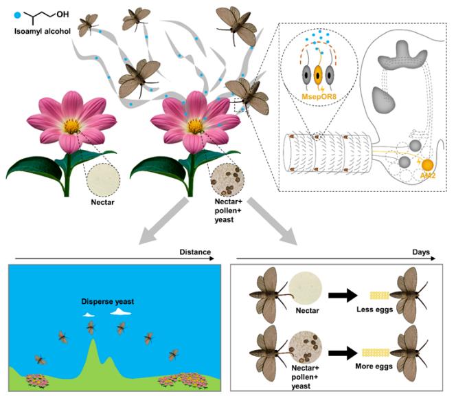 新研究揭示昆蟲、微生物與植物之間復(fù)雜互作機制