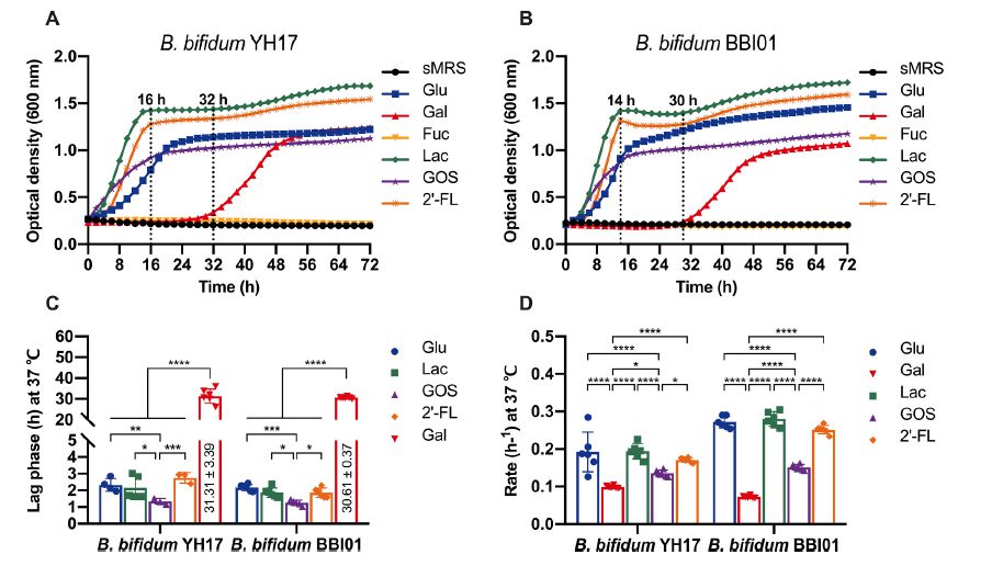 2'-巖藻糖基乳糖作為益生元對兩歧雙歧桿菌的益生菌的影響（下）