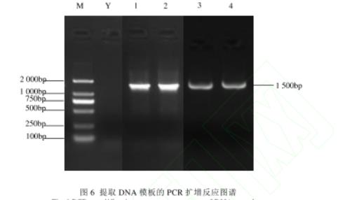 自然發(fā)酵鲊肉粉中篩選乳酸菌和葡萄球菌生長(zhǎng)曲線及生物學(xué)特性（三）