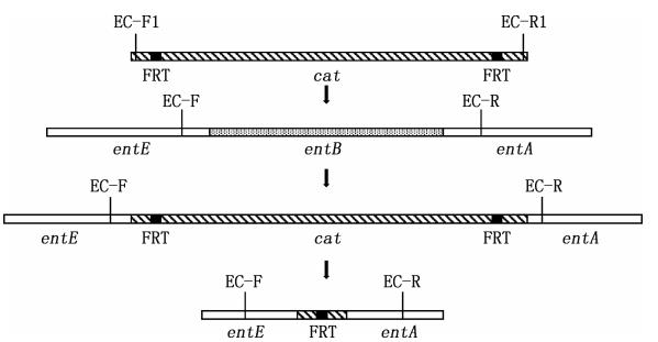 雞大腸桿菌在不同限鐵培養(yǎng)基中的生長(zhǎng)曲線及對(duì)空腸彎曲菌的作用（二）