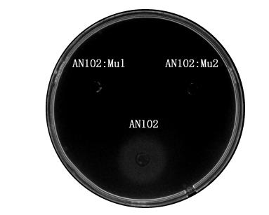 雞大腸桿菌在不同限鐵培養(yǎng)基中的生長(zhǎng)曲線及對(duì)空腸彎曲菌的作用（一）