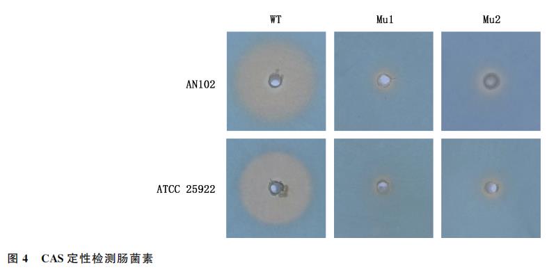 雞大腸桿菌在不同限鐵培養(yǎng)基中的生長(zhǎng)曲線及對(duì)空腸彎曲菌的作用（三）