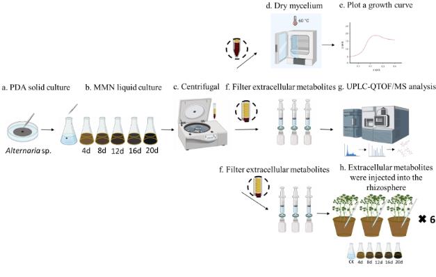 深色有隔內(nèi)生真菌的生長代謝特性及其對(duì)植物生長的促進(jìn)作用