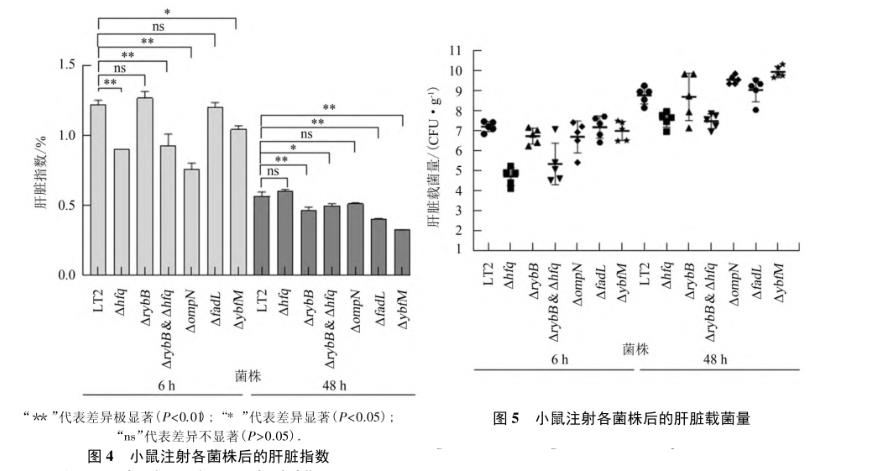 鼠傷寒沙門菌株生長曲線、毒力、在肝脾上的定殖能力（三）