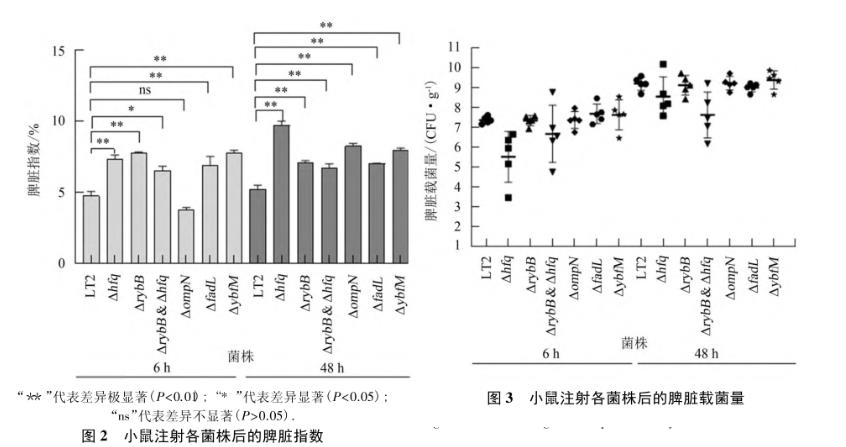 鼠傷寒沙門菌株生長曲線、毒力、在肝脾上的定殖能力（二）