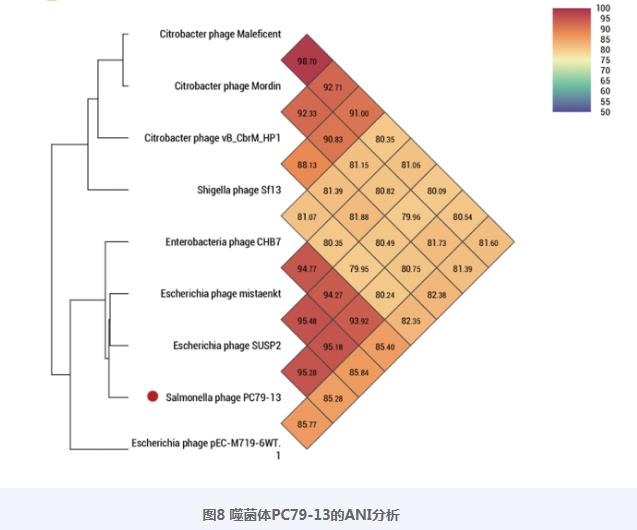 雞白痢沙門菌噬菌體PC79-13生長曲線、生物學(xué)特性、基因特征及快速檢測法（五）