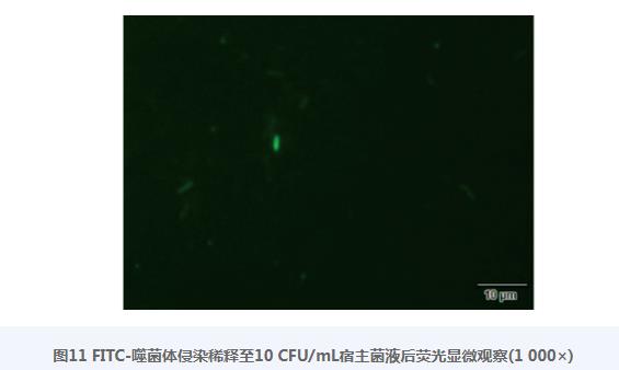 雞白痢沙門菌噬菌體PC79-13生長曲線、生物學(xué)特性、基因特征及快速檢測法（六）