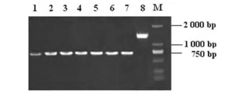 傷寒沙門菌t4606基因缺陷株在高滲應(yīng)激環(huán)境下的生長曲線（一）