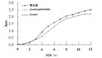 傷寒沙門菌t4606基因缺陷株在高滲應(yīng)激環(huán)境下的生長曲線（二）