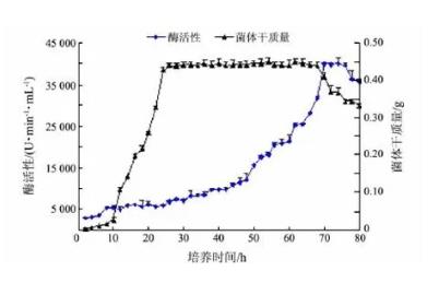 高產(chǎn)果膠酶青霉菌株生長曲線及分類鑒定（二）