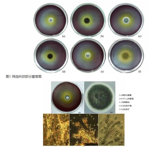 高產(chǎn)果膠酶青霉菌株生長曲線及分類鑒定（一）