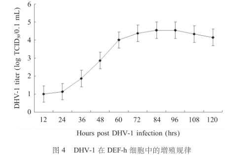 鴨胚成纖維細(xì)胞培養(yǎng)I型鴨病毒性肝炎并繪制一步生長(zhǎng)曲線——結(jié)果、討論