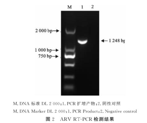 禽呼腸病毒S1133毒株接種DF1細(xì)胞一步生長(zhǎng)曲線的繪制——結(jié)果、結(jié)論