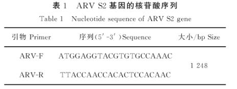 禽呼腸病毒S1133毒株接種DF1細(xì)胞一步生長(zhǎng)曲線的繪制——材料與方法