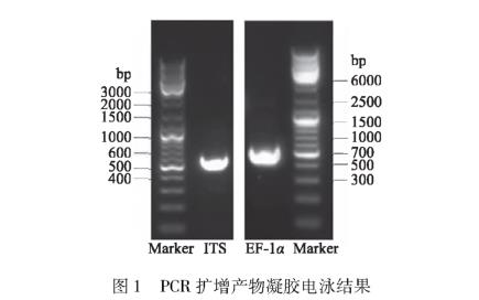 引起甜櫻桃流膠的病原菌SXYTLJ01生物學(xué)特性研究（一）